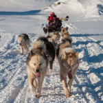【今月の絶景】グリーンランドの犬ぞり