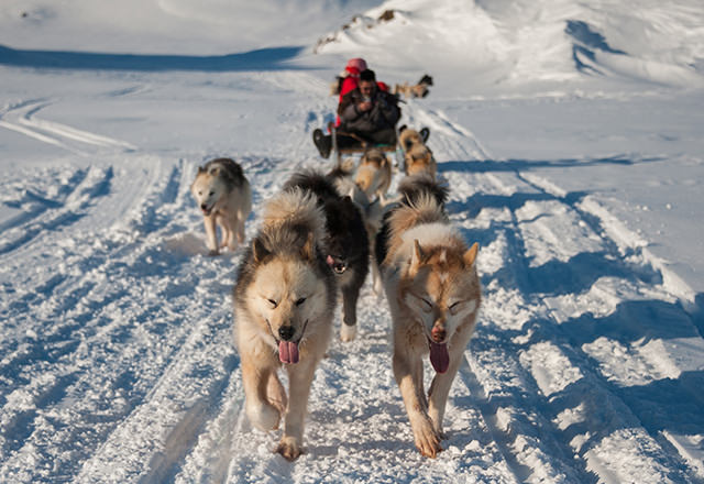 今月の絶景 グリーンランドの犬ぞり 開業医 医師 歯科医師の資産運用の情報サイト Dr S Wealth Media