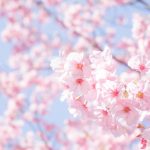 桜並木と最高級のおもてなしを満喫できる東京23区内のお勧めスポット