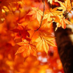 秋の旅行におすすめ！ 紅葉が楽しめる高級温泉旅館４選
